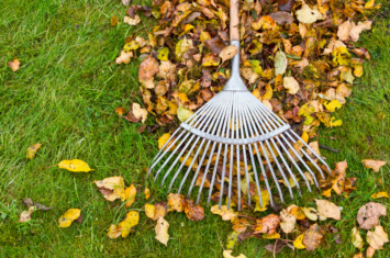 raking fall leaves