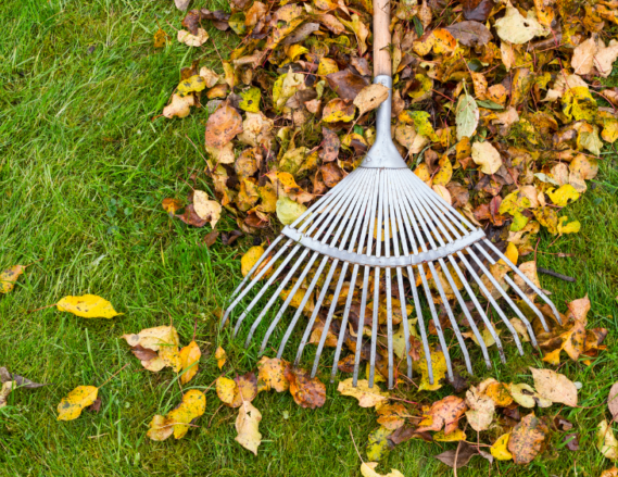 Fall Cleanup Projects That May Require a Dumpster